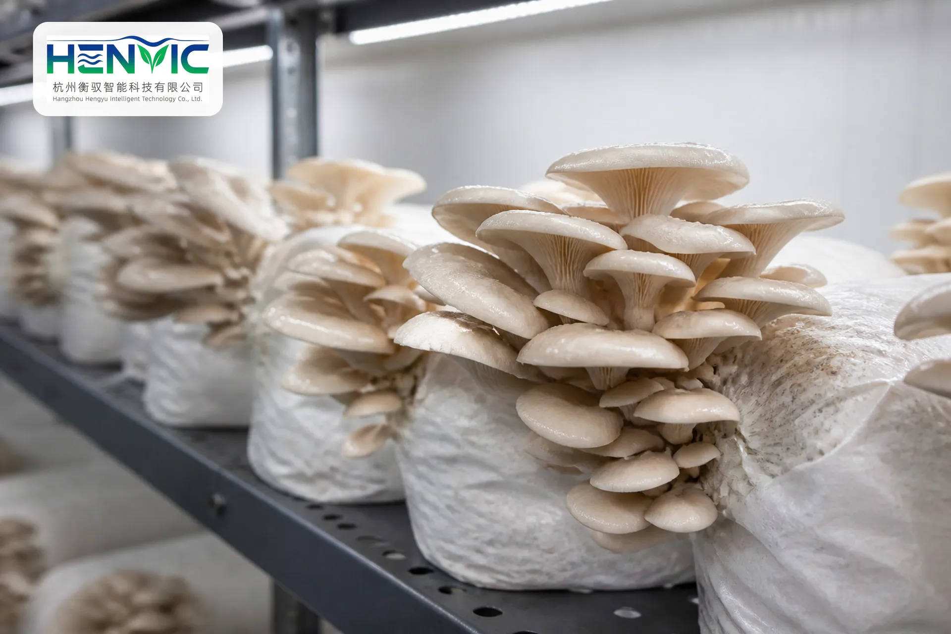 Tea Tree Mushroom Shelving Cultivation Container | Henvic
